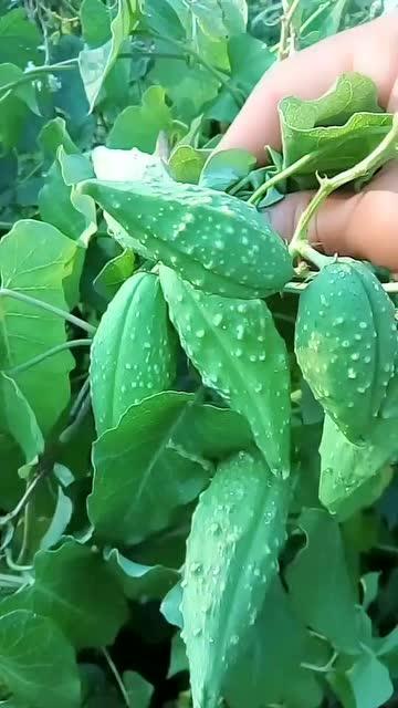 吃瓢瓜会中毒吗,安全食用指南