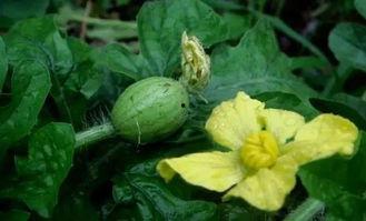 参半miao吃瓜花,网络红人的崛起与影响力