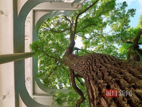 合肥 网红 树,树影婆娑，诗意盎然